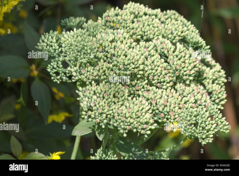 fat budz 768x565