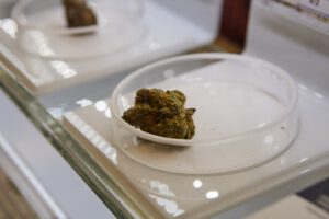 cannabis strains in dispensary